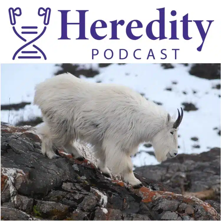 Mountain goat below the Heredity Podcast logo