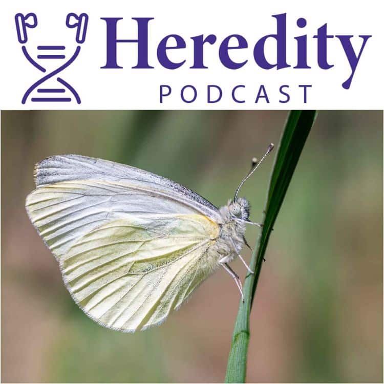 Butterfly below the Heredity Podcast logo