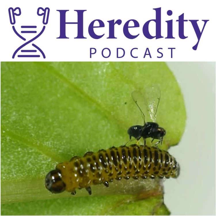 Beetle larvae below the Heredity Podcast logo