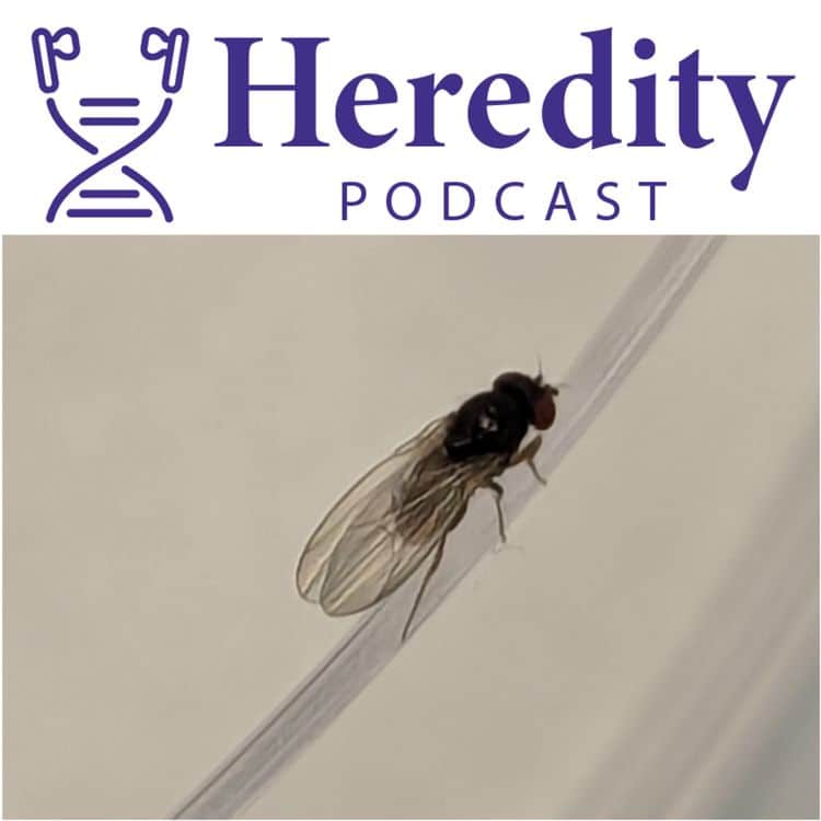 Fruit fly below the Heredity Podcast logo
