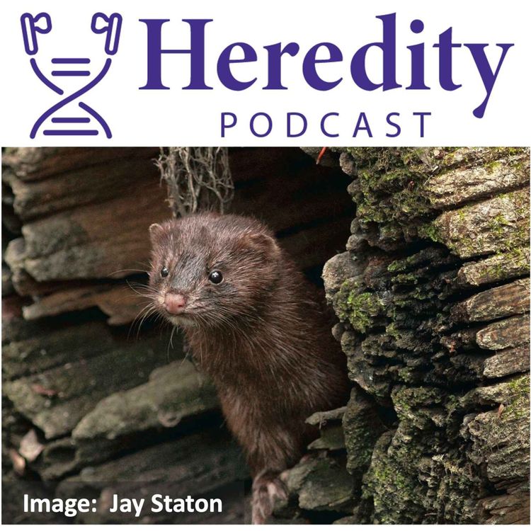 American mink below the Heredity Podcast logo