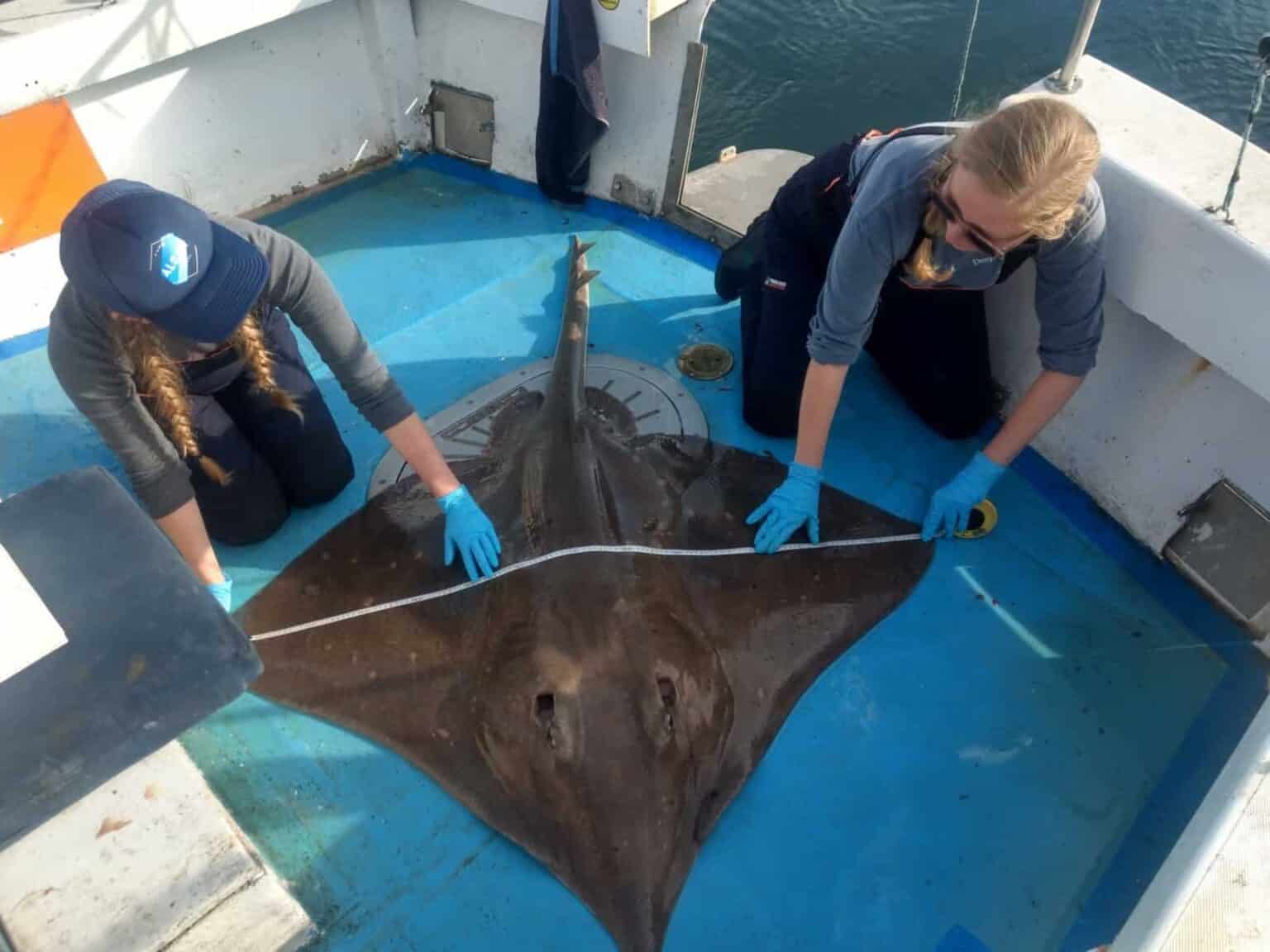 measuring a large skate