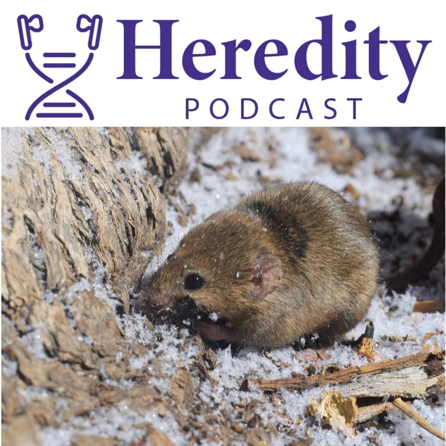 Mouse below the Heredity Podcast logo