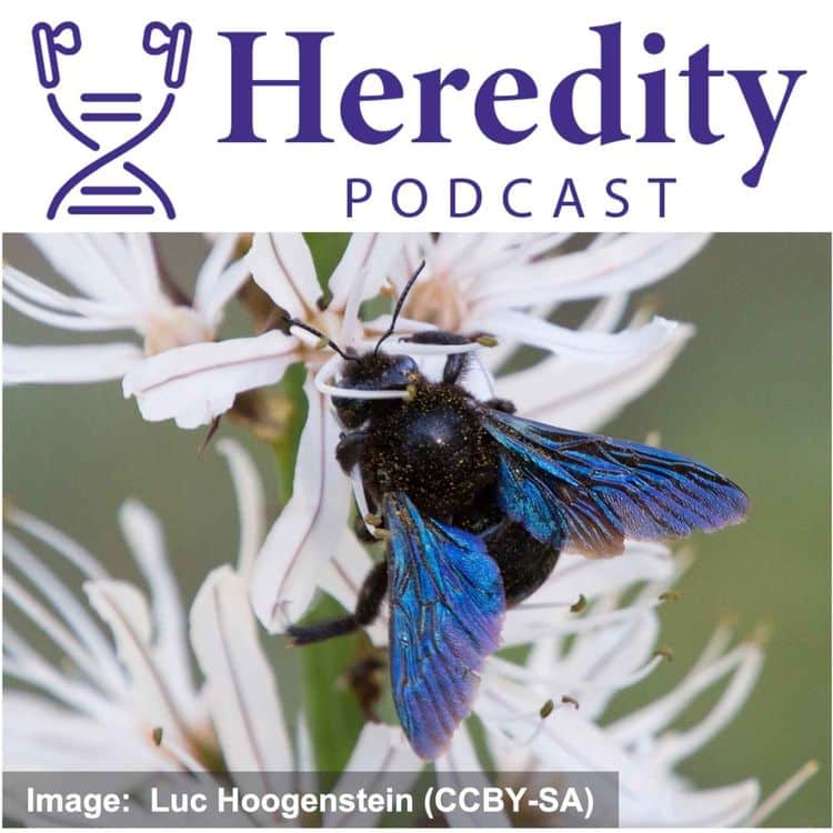 violet carpenter bee below the Heredity Podcast logo
