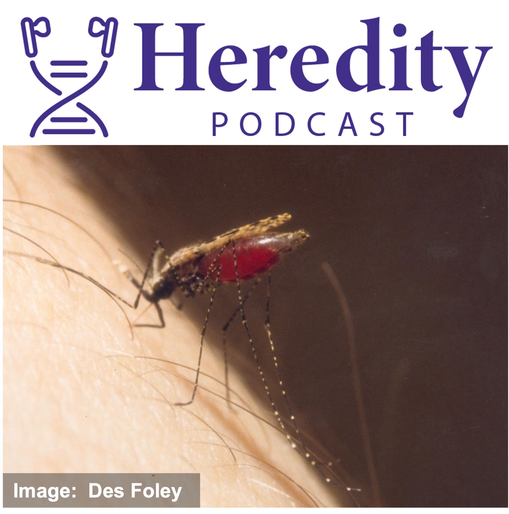 Mosquito below the Heredity Podcast logo