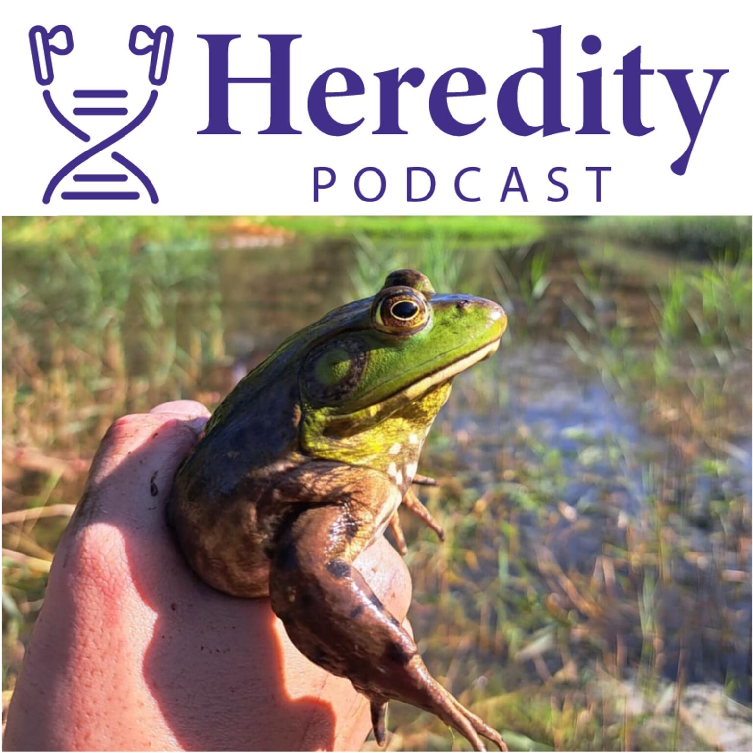 American bullfrog below the Heredity Podcast logo
