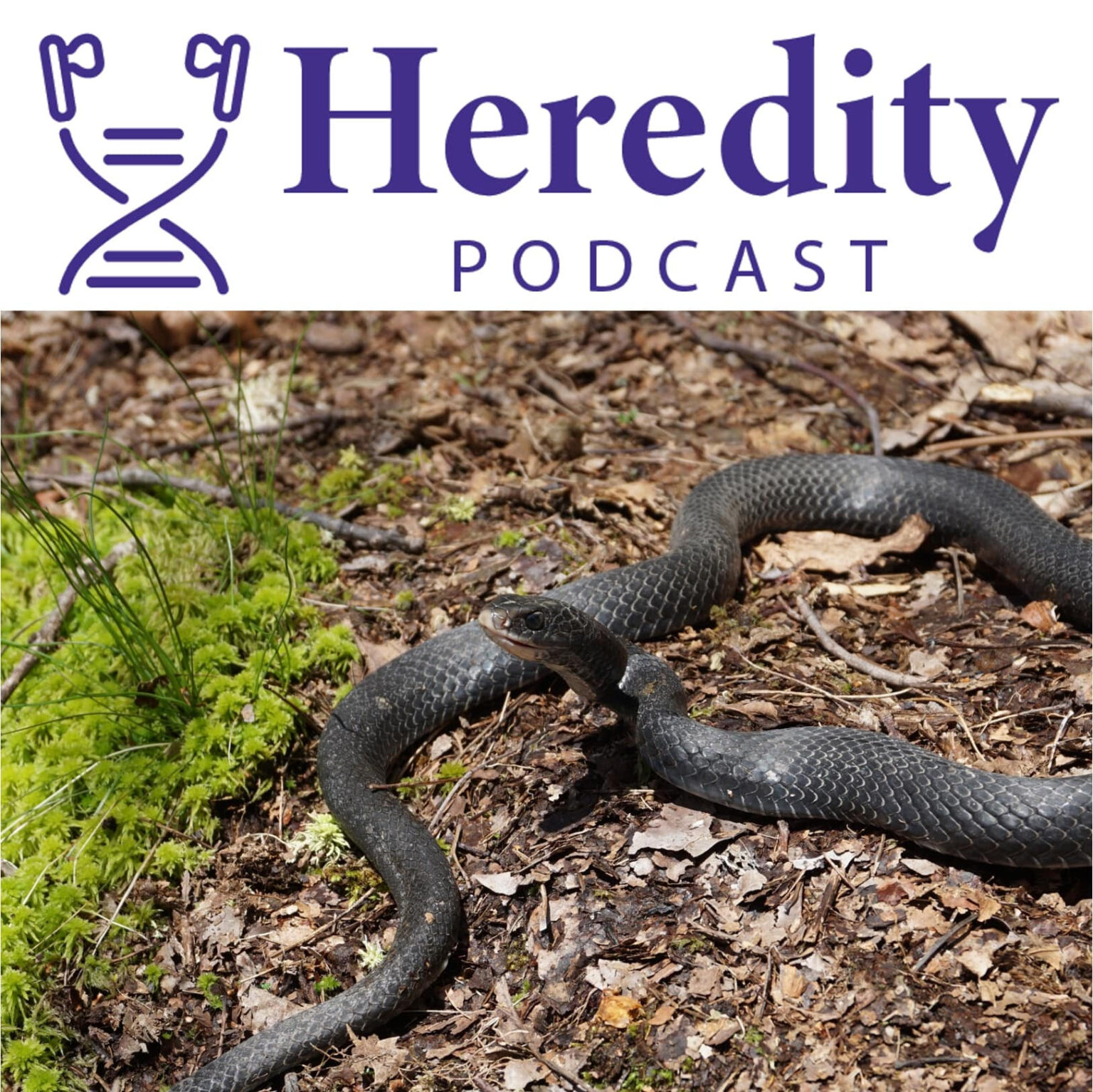 American racers below the Heredity Podcast logo