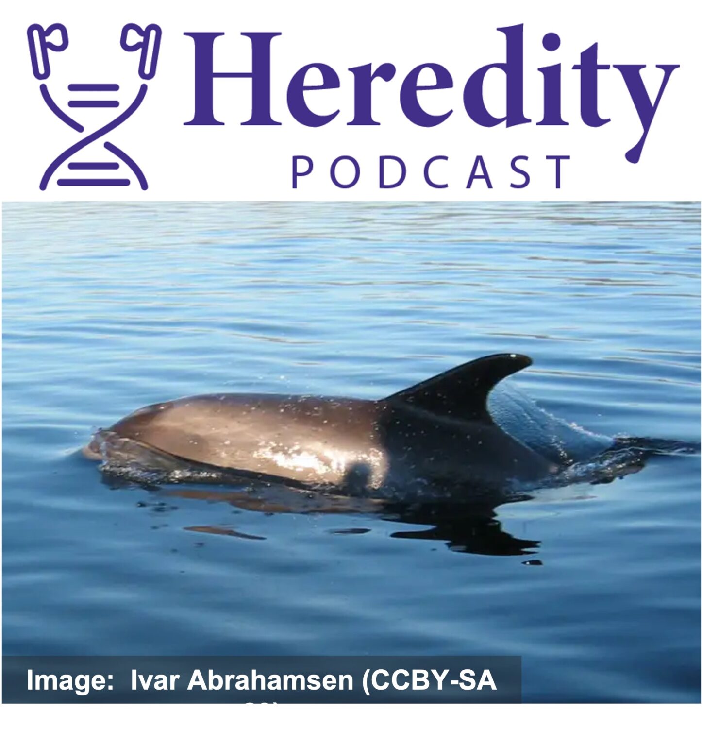 White-beaked dolphin below the Heredity Podcast logo