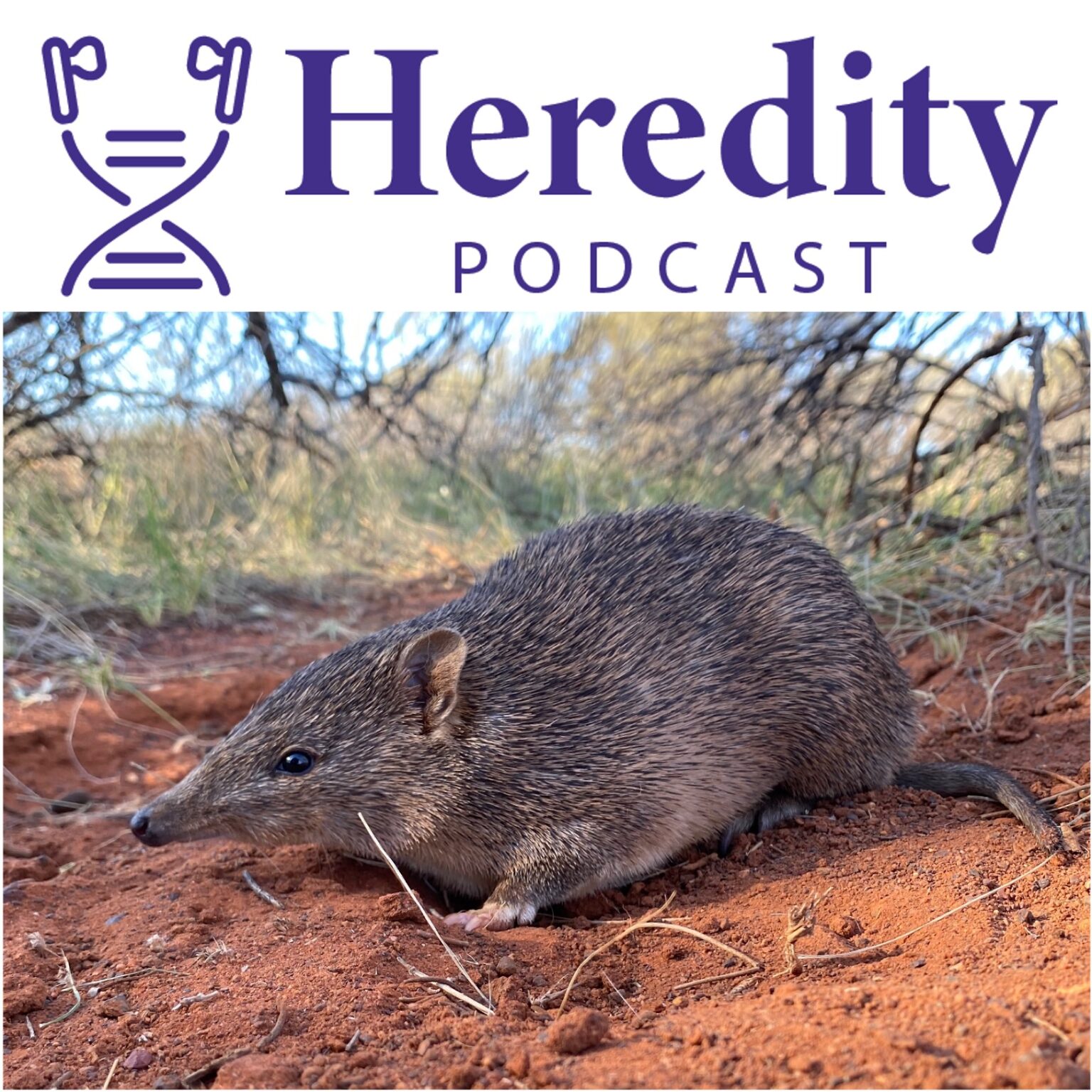 Golden bandicoot below the Heredity Podcast logo