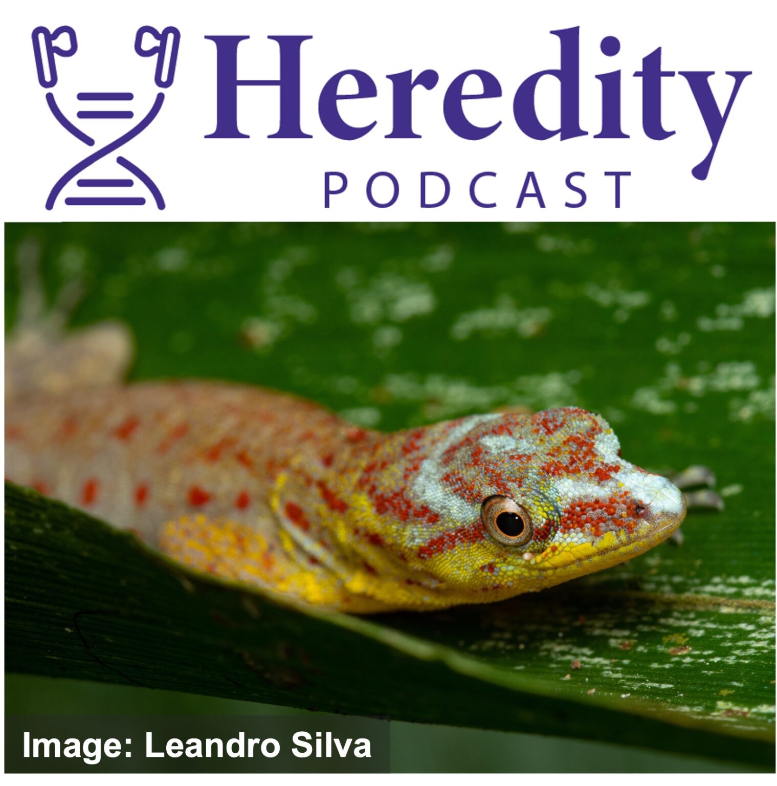 Amazonian lizard below the Heredity Podcast logo