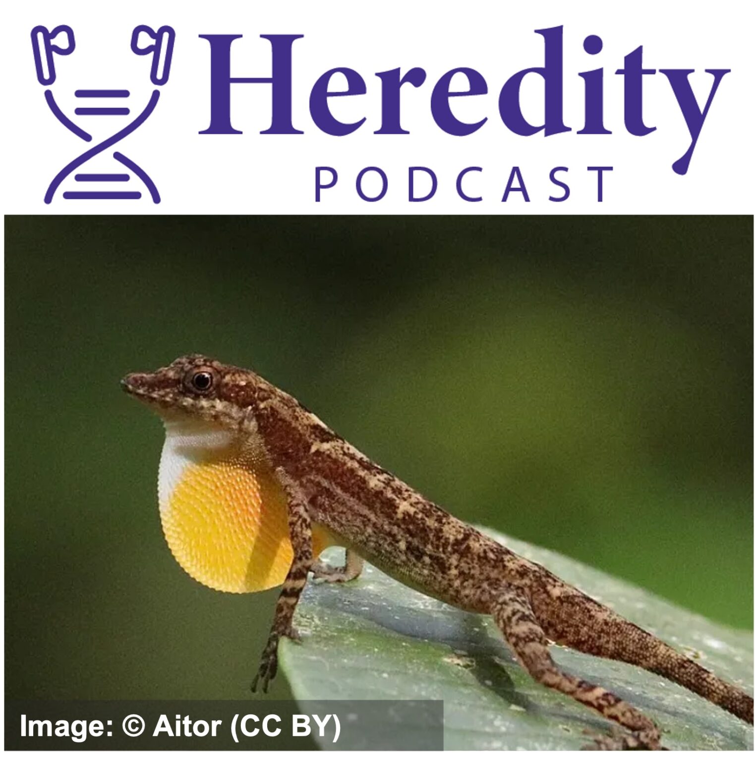 Anolis lizard below the Heredity Podcast logo