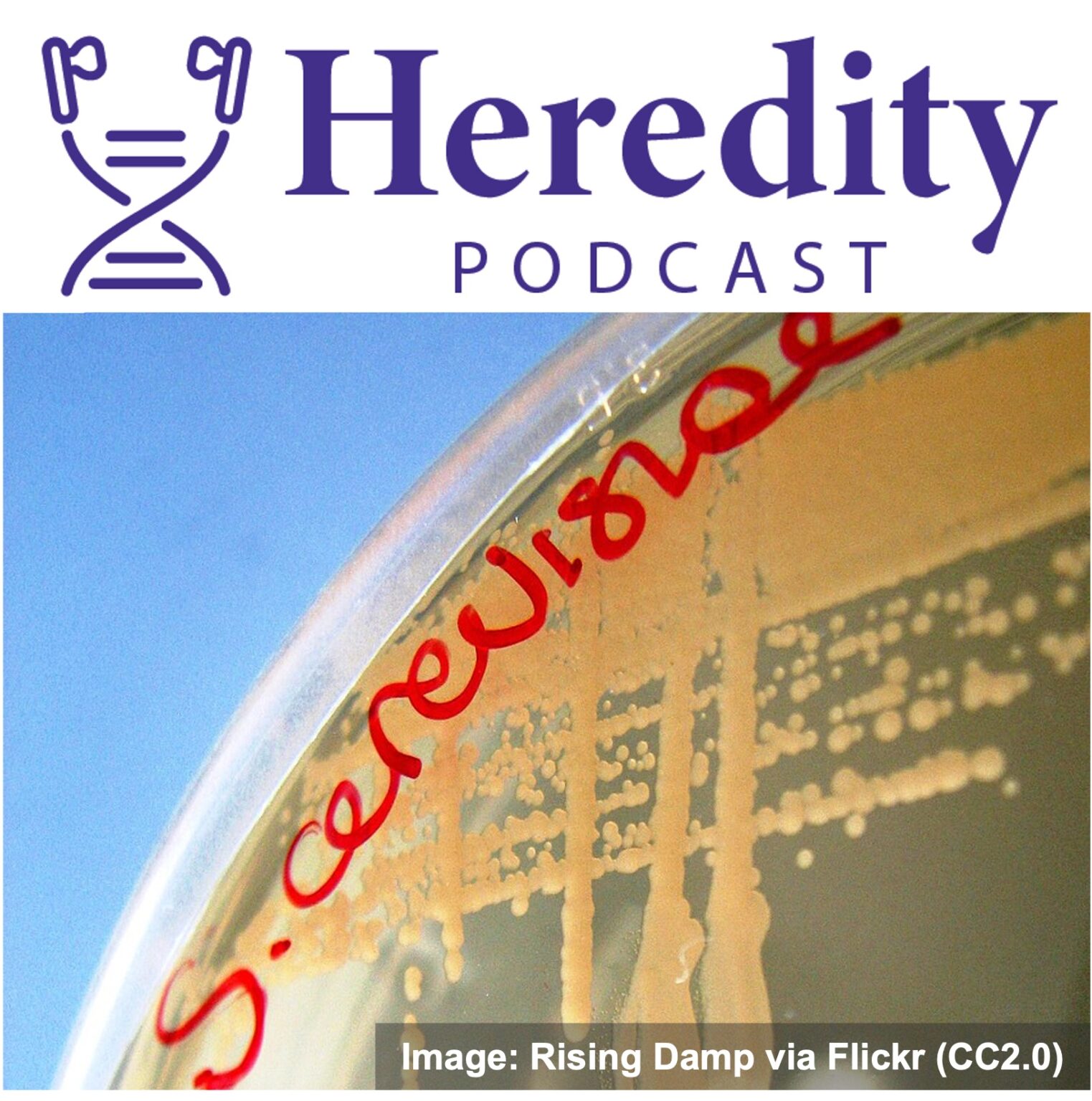 Yeast below the Heredity Podcast logo