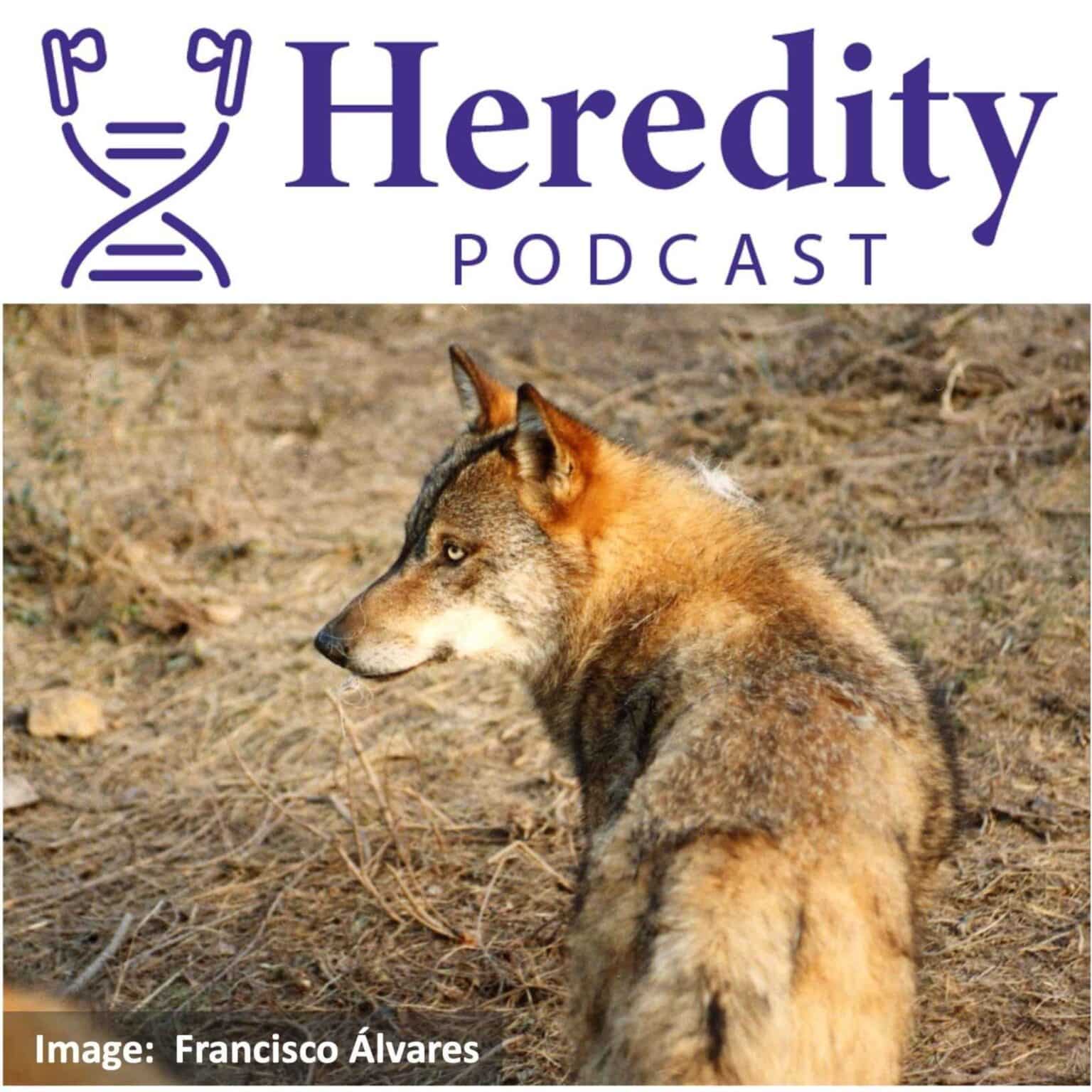 Iberian wolf below the Heredity Podcast logo