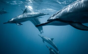 Image of dolphins by Jeremy Bishop