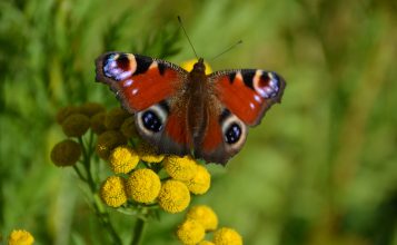 Photograph of a pair of butterfly