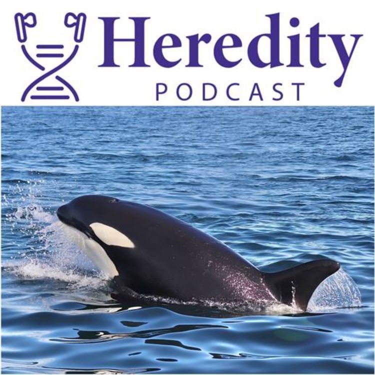Orcas below the Heredity Podcast logo